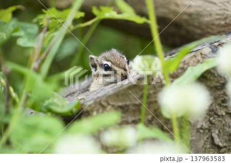 木の隙間から顔を出すシマリス 自然の中の小動物 木の隙間から顔を出すシマリス 自然の中の小動物 137963583