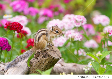 花に囲まれた切り株の上のシマリス 自然の中の可愛い小動物 花に囲まれた切り株の上のシマリス 自然の中の可愛い小動物 137963585