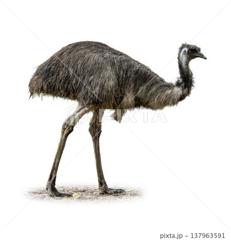 Emu Walking In Side Profile With Long Legs And Shaggy Feathers Isolated On White Background Showing Unique Bird Form 137963591