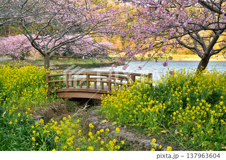 千葉県鋸南町にて、頼朝桜（河津桜）と菜の花に囲まれた春の風景 137963604