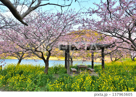 千葉県鋸南町にて、頼朝桜(河津桜)と菜の花が咲く春の風景 千葉県鋸南町にて、頼朝桜(河津桜)と菜の花が咲く春の風景 137963605