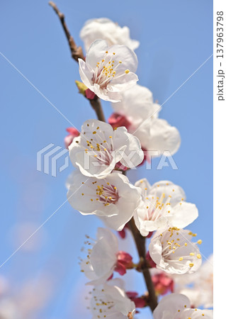 満開の杏の花と青空 春の訪れを感じる背景素材 満開の杏の花と青空 春の訪れを感じる背景素材 137963798