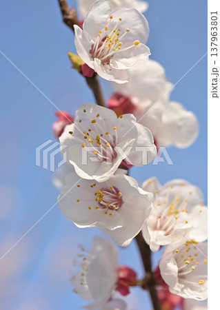 満開の杏の花と青空 春の訪れを感じる背景素材 満開の杏の花と青空 春の訪れを感じる背景素材 137963801