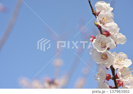 満開の杏の花と青空 春の訪れを感じる背景素材 137963802