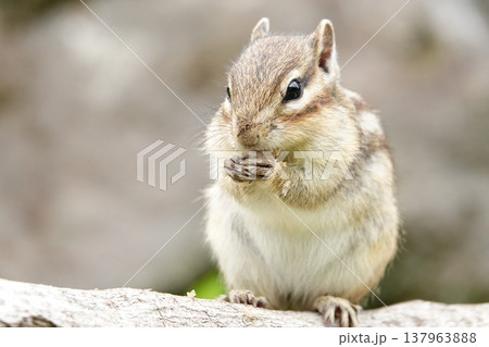 種を食べるシマリス 正面から見たかわいい小動物 137963888