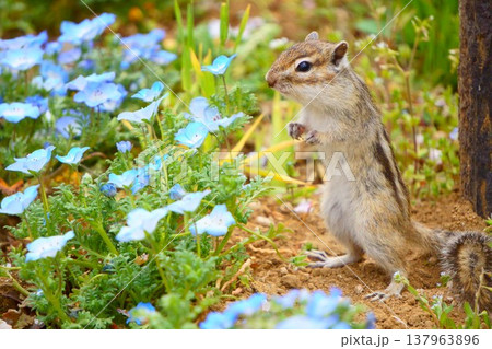 青い花の前で立ち上がるシマリス 春のかわいい小動物 137963896