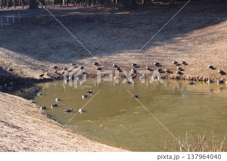 みずほの自然の森公園 137964040