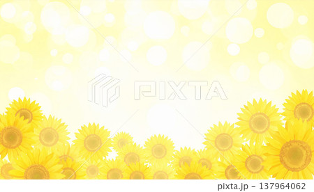 ひまわり 137964062