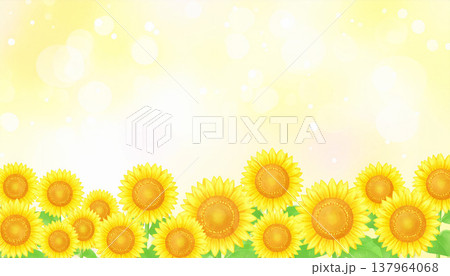 ひまわり 137964068