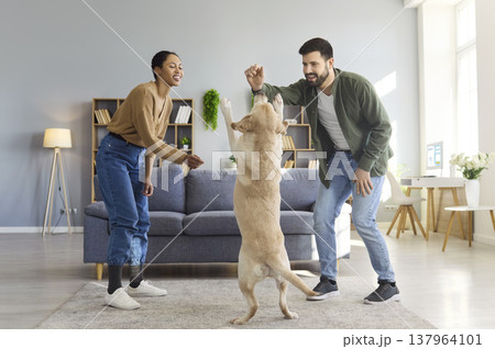 Smiling couple playing and teaching labrador dog tricks together in modern home Smiling couple playing and teaching labrador dog tricks together in modern home 137964101