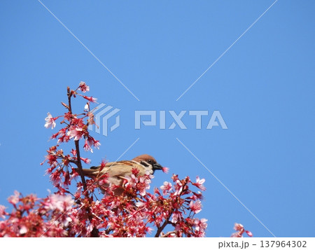 桜の枝に止まるスズメ 137964302