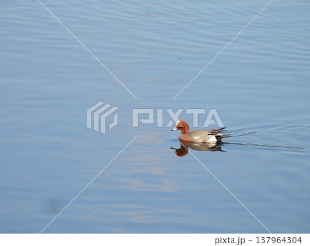 水面に映るヒドリガモ 水面に映るヒドリガモ 137964304
