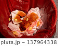 Contaminated Bandages in Red Waste Bin 137964338