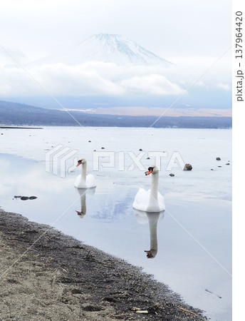 富士山と白鳥　山中湖にて 137964420