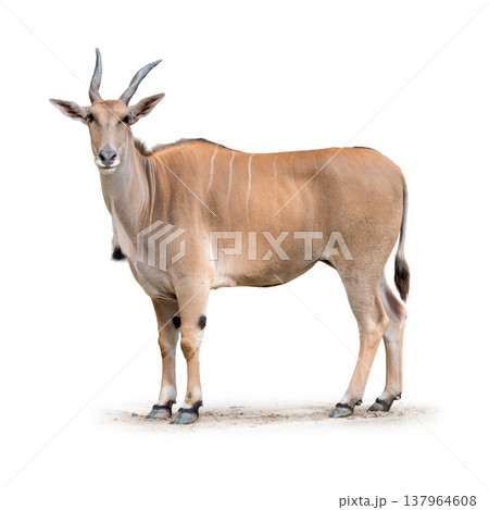 Elegant Common Eland Antelope standing proudly with upright horns and sandy coat Elegant Common Eland Antelope standing proudly with upright horns and sandy coat 137964608