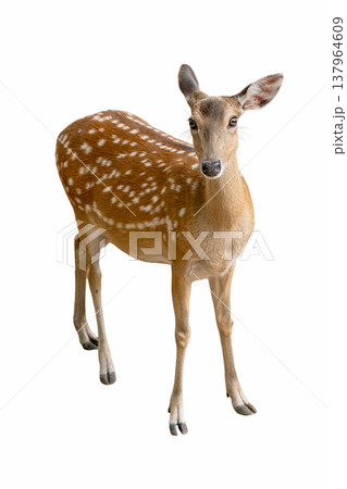 Graceful Spotted Deer standing alert with elegant white spots on its brown coat. 137964609