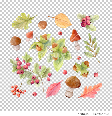 Forest watercolor botanical clipart set with mushrooms, berries, autumn leaves and nuts. Fall woodland illustration collection Forest watercolor botanical clipart set with mushrooms, berries, autumn leaves and nuts. Fall woodland illustration collection 137964698