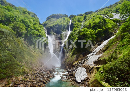 立山 称名滝　新緑の季節 137965068