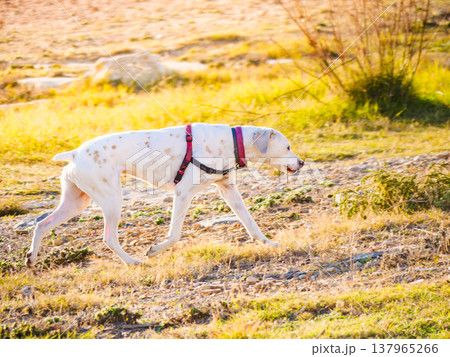 Dog walking outdoor Dog walking outdoor 137965266