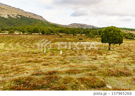 Sad Hill Cemetery in Spain. Tourist place 137965268