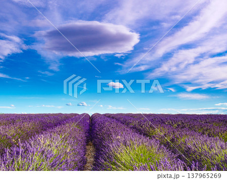 Lavender flowers on field and clouds on sky Lavender flowers on field and clouds on sky 137965269