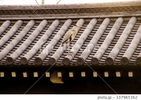 京都府 東本願寺・築地塀のアオサギ(青鷺、蒼鷺)京都市 下京区 常葉町 2022年2月 京都府 東本願寺・築地塀のアオサギ(青鷺、蒼鷺)京都市 下京区 常葉町 2022年2月 137965362