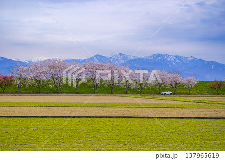 満開の桜並木と残雪の山並みを背に、春の堤防道路をゆくオープンカー 満開の桜並木と残雪の山並みを背に、春の堤防道路をゆくオープンカー 137965619