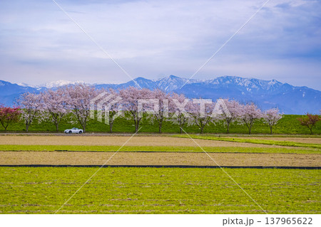 満開の桜並木と残雪の山並みを背に、春の堤防道路をゆくオープンカー 満開の桜並木と残雪の山並みを背に、春の堤防道路をゆくオープンカー 137965622