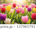 Vibrant Tulip Field with Morning Dew Drops in Spring Sunligh 137965791