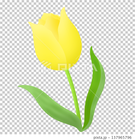 春_チューリップ 春_チューリップ 137965796