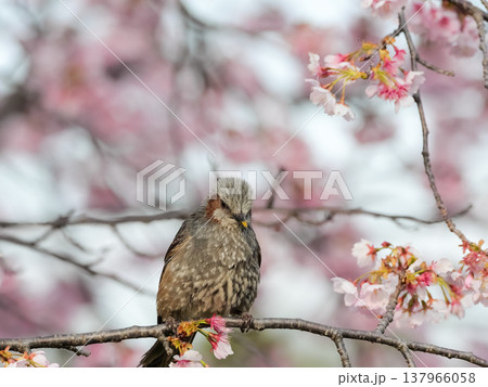 桜の枝にとまるヒヨドリ 桜の枝にとまるヒヨドリ 137966058