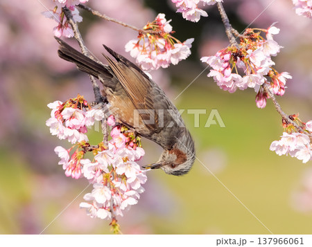 桜の枝にとまるヒヨドリ 桜の枝にとまるヒヨドリ 137966061