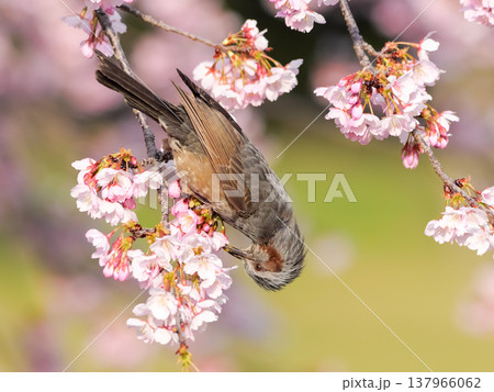 桜の枝にとまるヒヨドリ 桜の枝にとまるヒヨドリ 137966062
