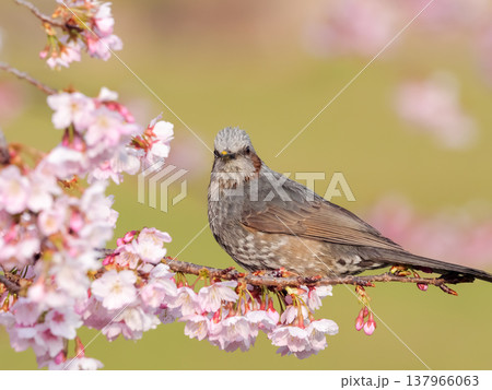 桜の枝にとまるヒヨドリ 桜の枝にとまるヒヨドリ 137966063