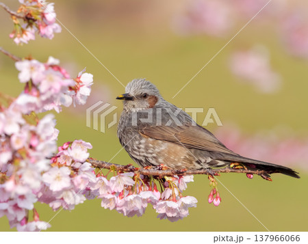 桜の枝にとまるヒヨドリ 桜の枝にとまるヒヨドリ 137966066