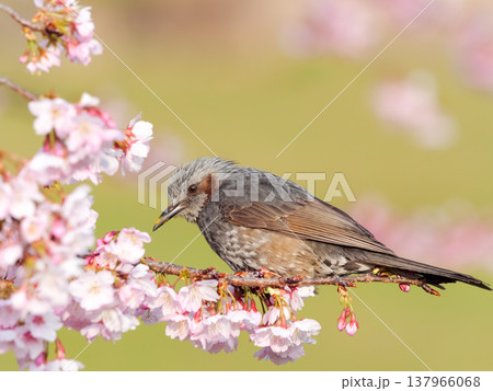 桜の枝にとまるヒヨドリ 桜の枝にとまるヒヨドリ 137966068