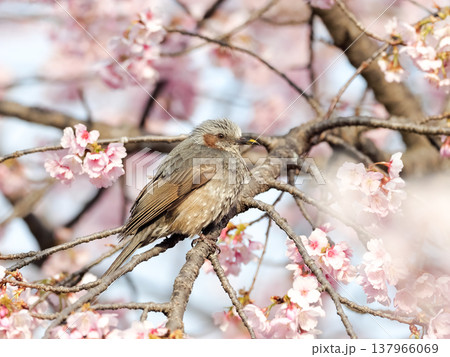 桜の枝にとまるヒヨドリ 137966069