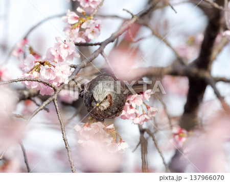 桜の枝にとまるヒヨドリ 桜の枝にとまるヒヨドリ 137966070