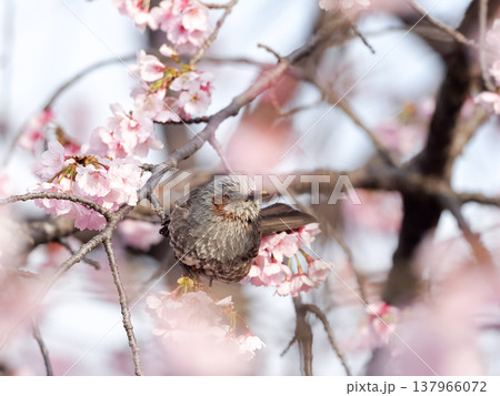 桜の枝にとまるヒヨドリ 137966072