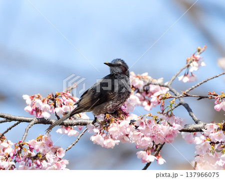 桜の枝にとまるヒヨドリ 137966075