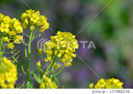 春に咲く黄色い菜の花 137966236
