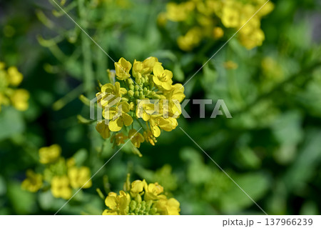 春に咲く黄色い菜の花 春に咲く黄色い菜の花 137966239