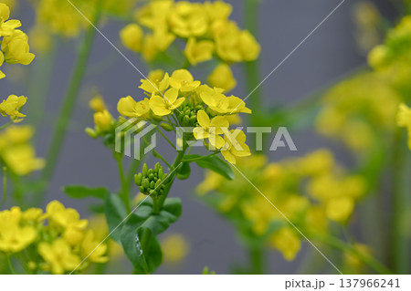 春に咲く黄色い菜の花 春に咲く黄色い菜の花 137966241