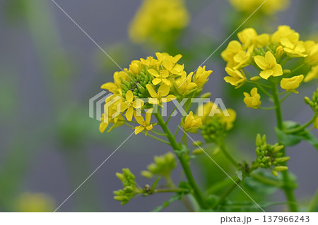 春に咲く黄色い菜の花 137966243