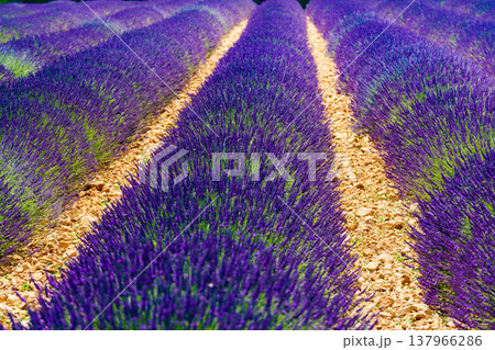 Lavender fields in bloom in Provence 137966286