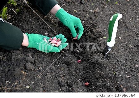In autumn, gardeners plant garlic cloves in loose soil, planting in winter. 137966364