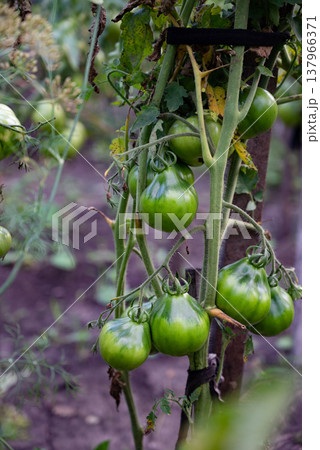 Bunch of fresh tomatoes growing on plant branch on sunny day in garden 137966371