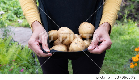 Hands holding freshly harvested potatoes in a garden setting, showcasing the bounty of the earth during the growing season 137966378
