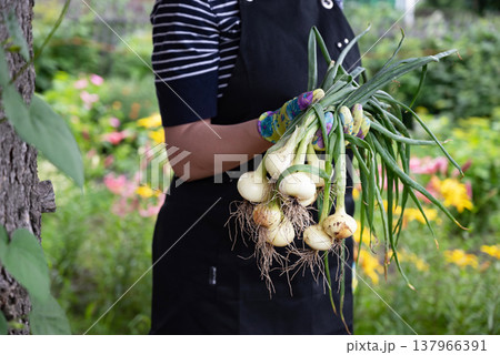Gardener harvesting fresh spring onions in a vibrant garden setting during daylight Gardener harvesting fresh spring onions in a vibrant garden setting during daylight 137966391
