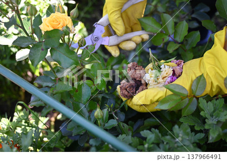Hands in bright yellow gloves pruning wilted roses in a vibrant garden with marigolds during late afternoon Hands in bright yellow gloves pruning wilted roses in a vibrant garden with marigolds during late afternoon 137966491